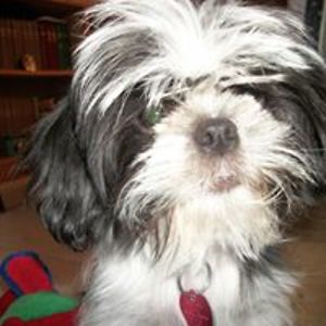 susantodd_martin avatar