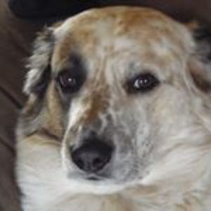 highvoltage1998 avatar