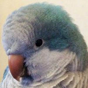 spottielottie avatar