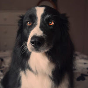 linseyduckett avatar