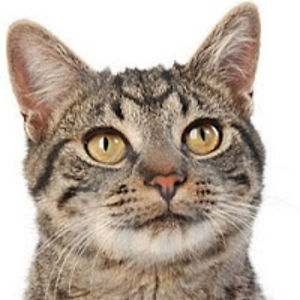 smartcatcollarproject avatar