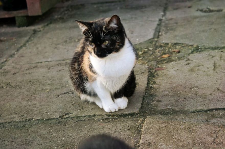 I Capture The Stunning Beauty Of Shelter Cats