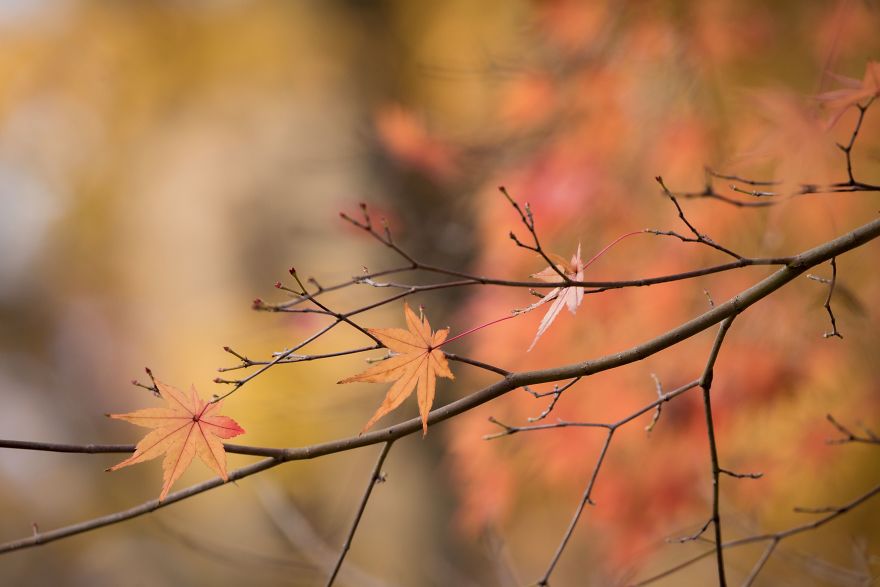 Autumn Leaves Show True Colors In Tokyo