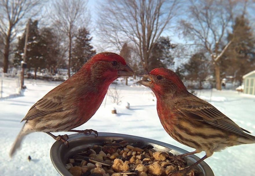 Bird Feeder Photography