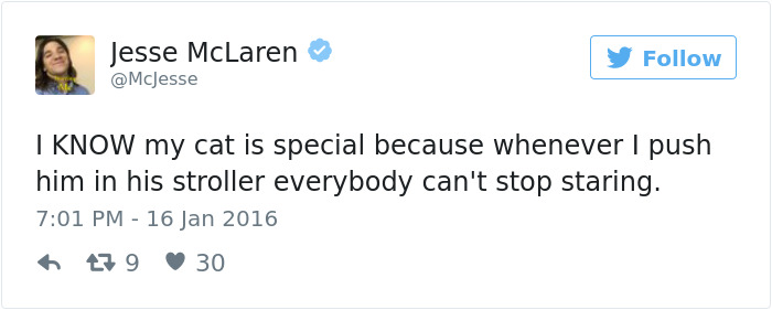 Best Cat Tweets Of 2016