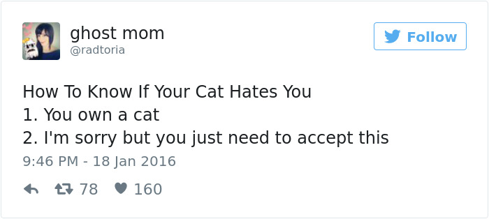 Best Cat Tweets Of 2016