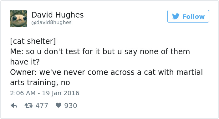 Best Cat Tweets Of 2016