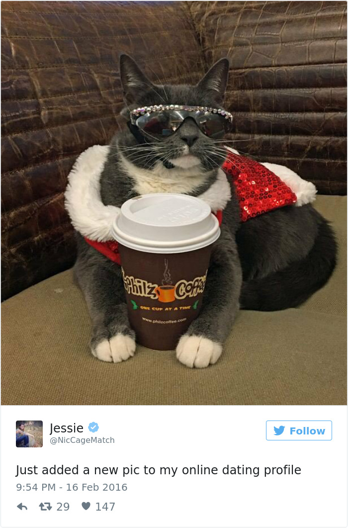 Best Cat Tweets Of 2016