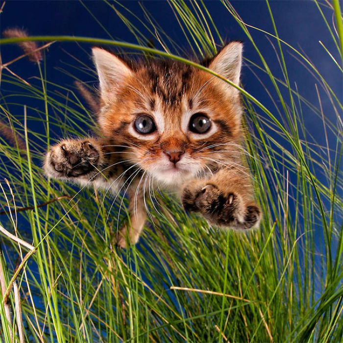 Cute Cats Flying Through The Air! Cute Cats Flying Through The Air!