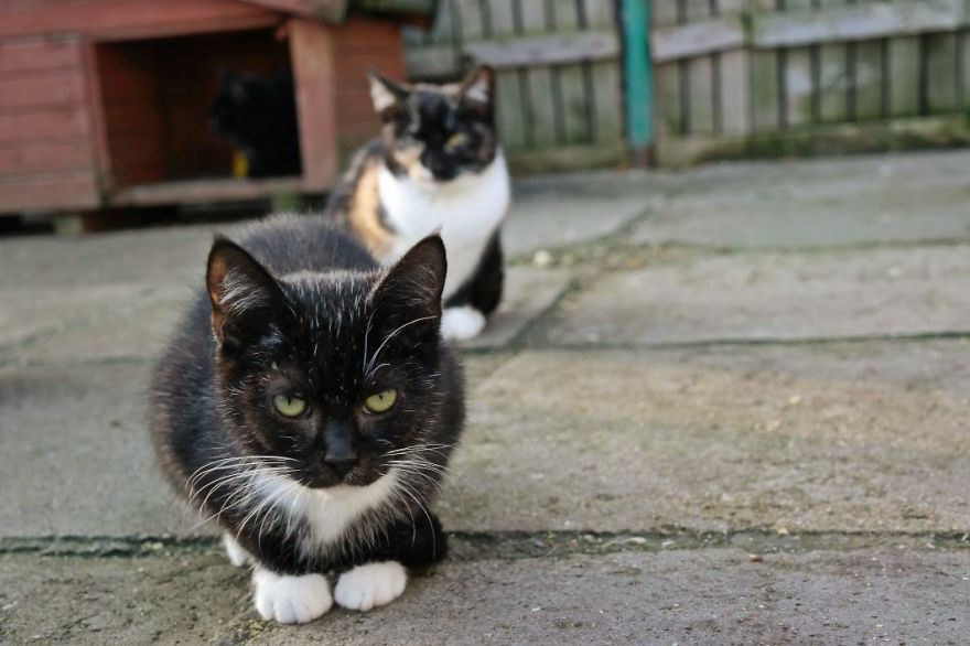 I Capture The Stunning Beauty Of Shelter Cats