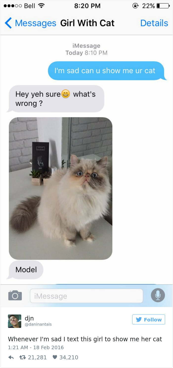 Best Cat Tweets Of 2016