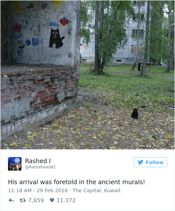 Best Cat Tweets Of 2016