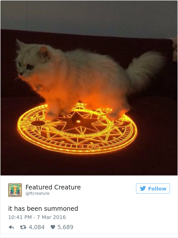 Best Cat Tweets Of 2016