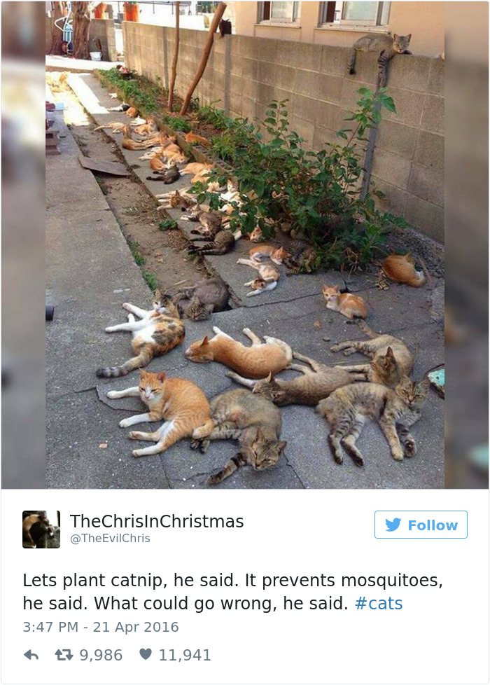 Best Cat Tweets Of 2016