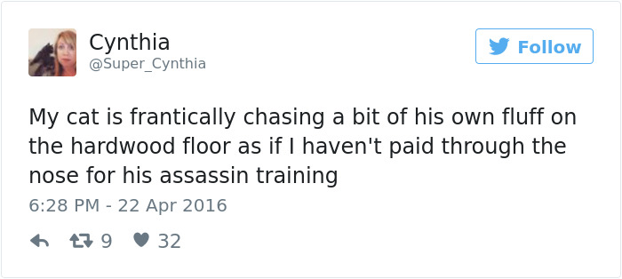Best Cat Tweets Of 2016