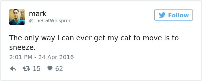 Best Cat Tweets Of 2016