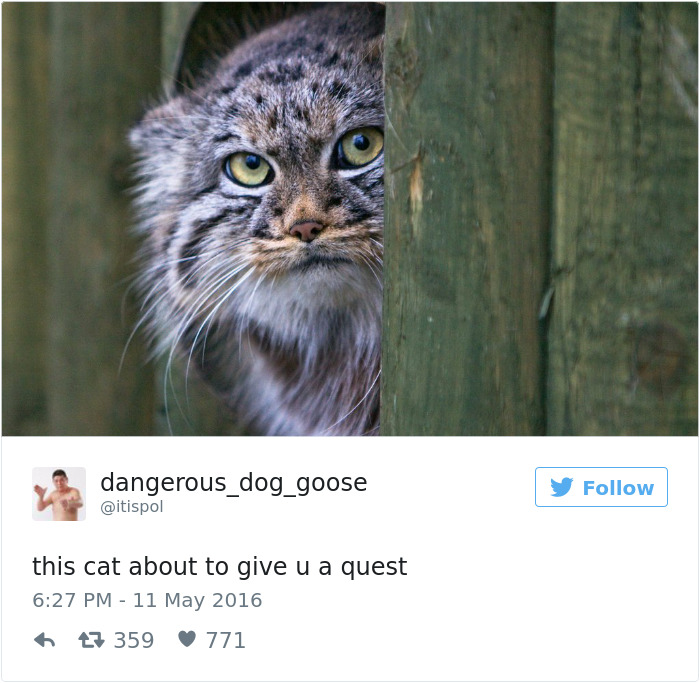Best Cat Tweets Of 2016