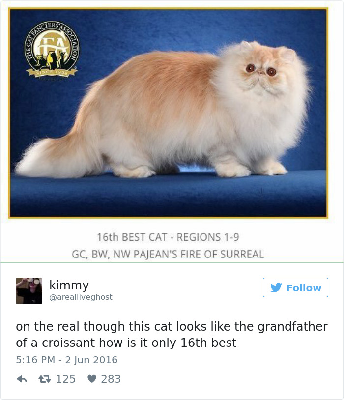 Best Cat Tweets Of 2016
