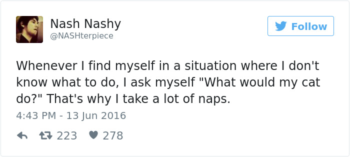 Best Cat Tweets Of 2016