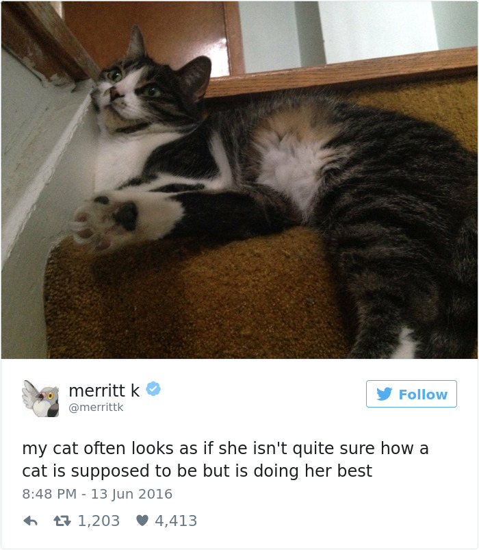 Best Cat Tweets Of 2016