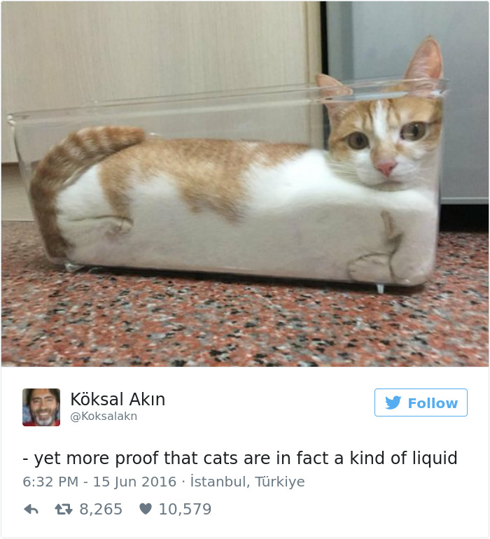 Best Cat Tweets Of 2016