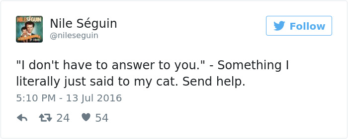 Best Cat Tweets Of 2016