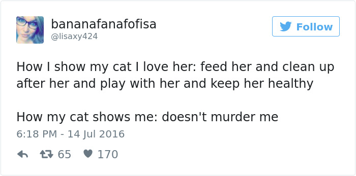 Best Cat Tweets Of 2016