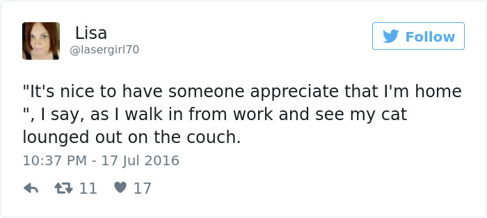 Best Cat Tweets Of 2016