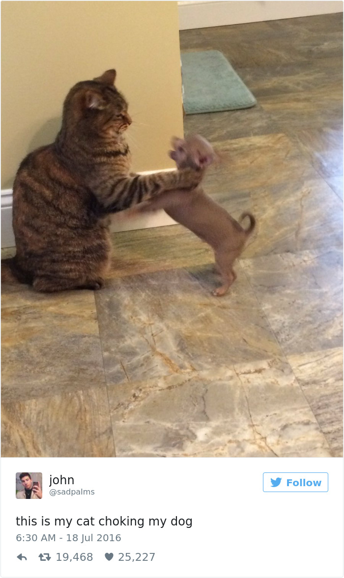 Best Cat Tweets Of 2016