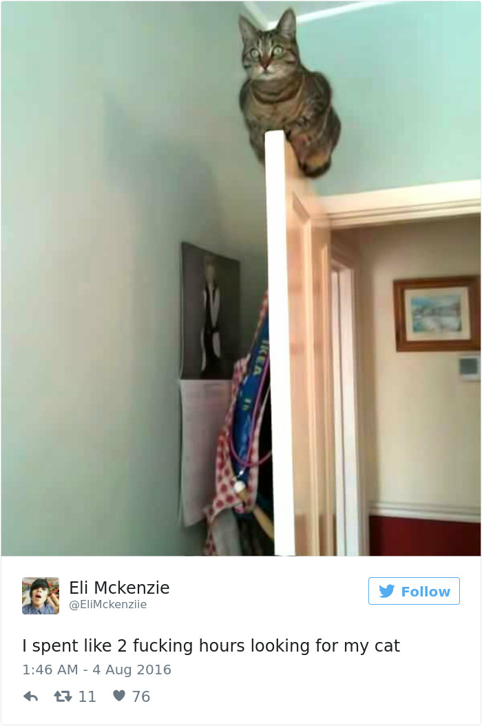 Best Cat Tweets Of 2016