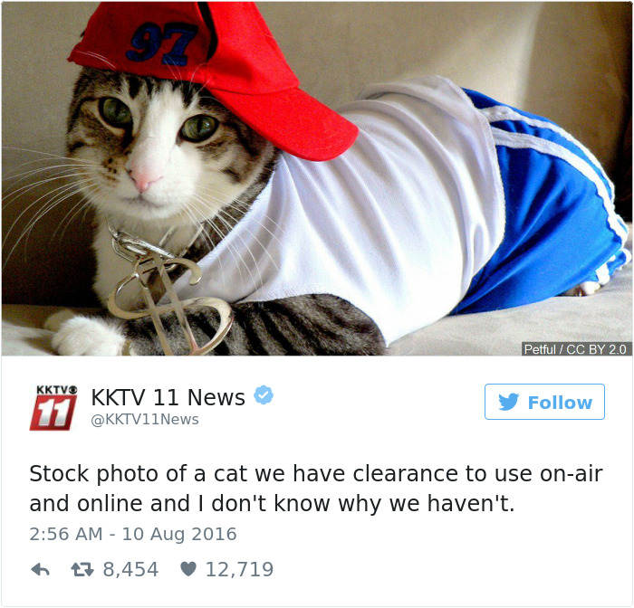 Best Cat Tweets Of 2016