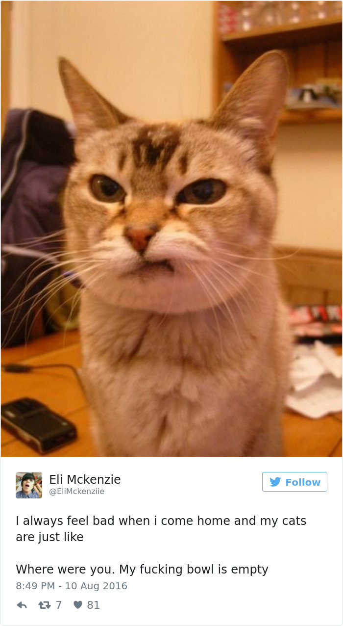 Best Cat Tweets Of 2016