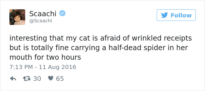 Best Cat Tweets Of 2016