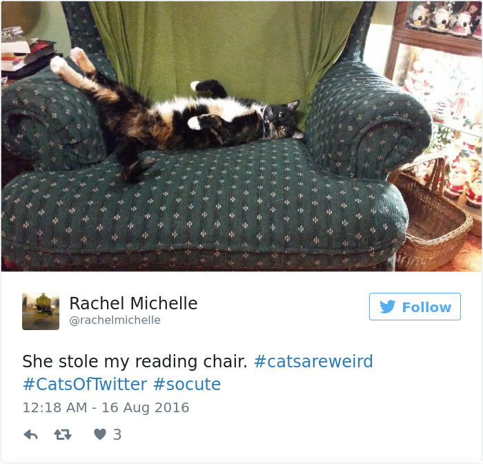 Best Cat Tweets Of 2016