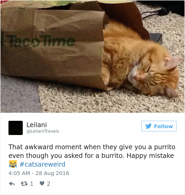 Best Cat Tweets Of 2016