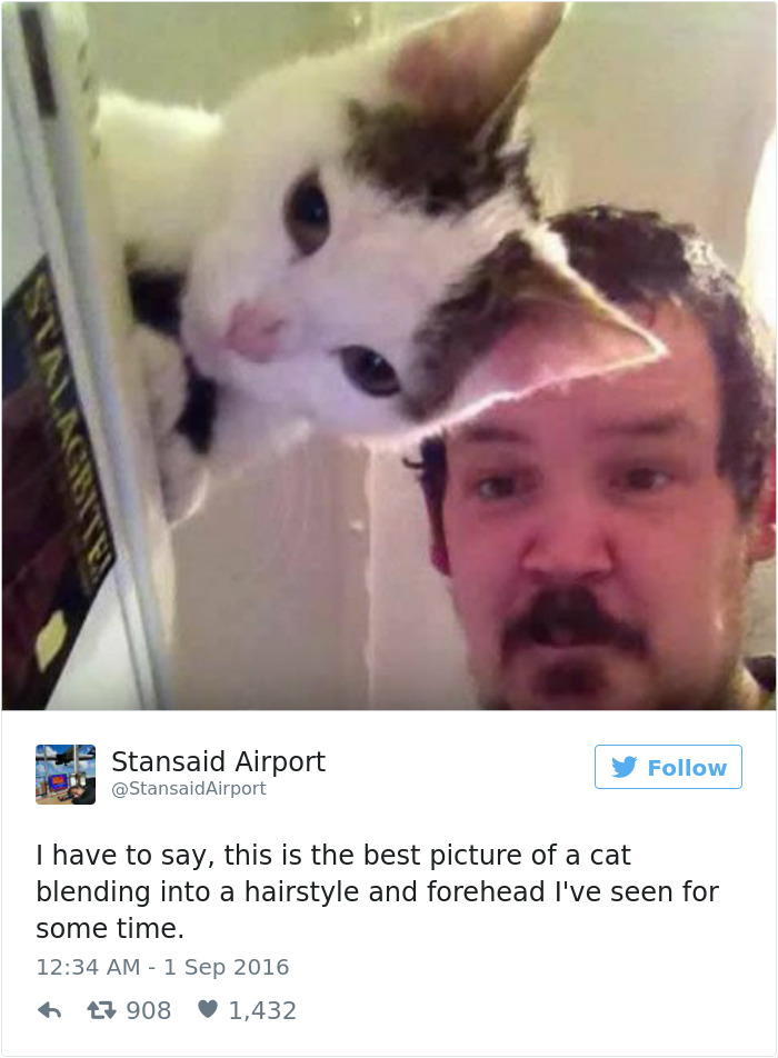 Best Cat Tweets Of 2016