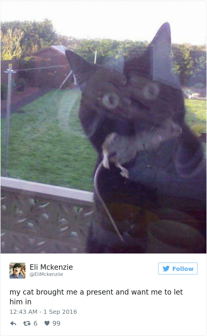 Best Cat Tweets Of 2016