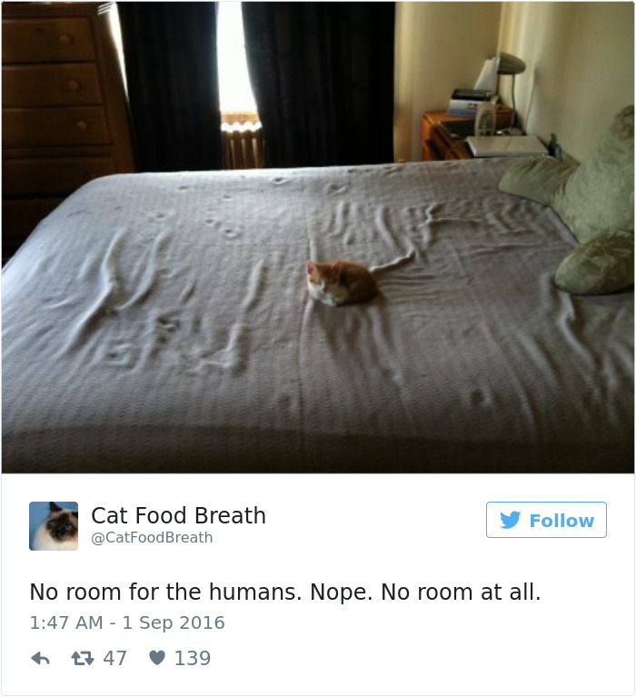 Best Cat Tweets Of 2016
