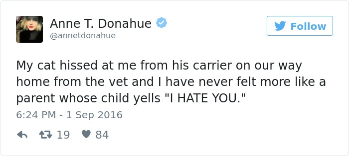 Best Cat Tweets Of 2016