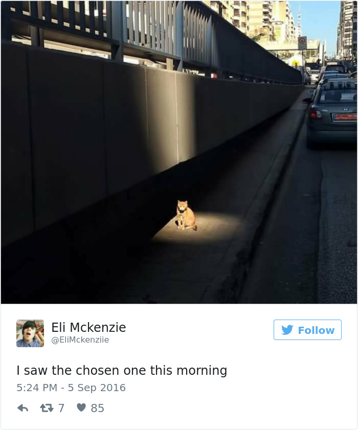 Best Cat Tweets Of 2016