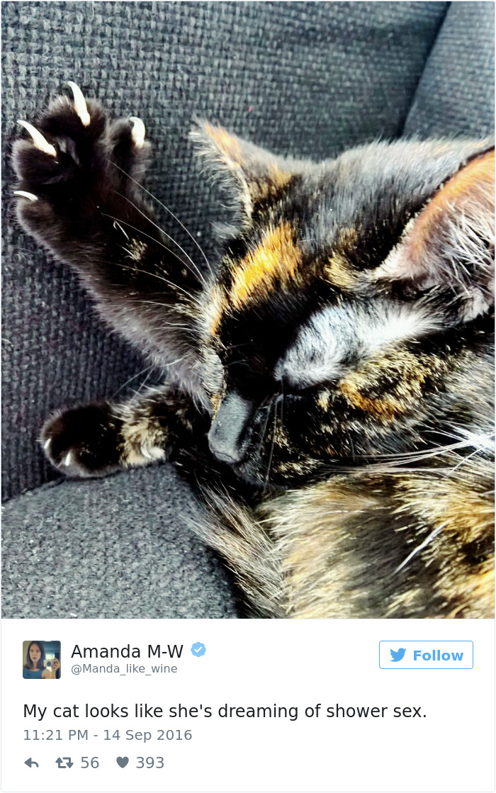 Best Cat Tweets Of 2016