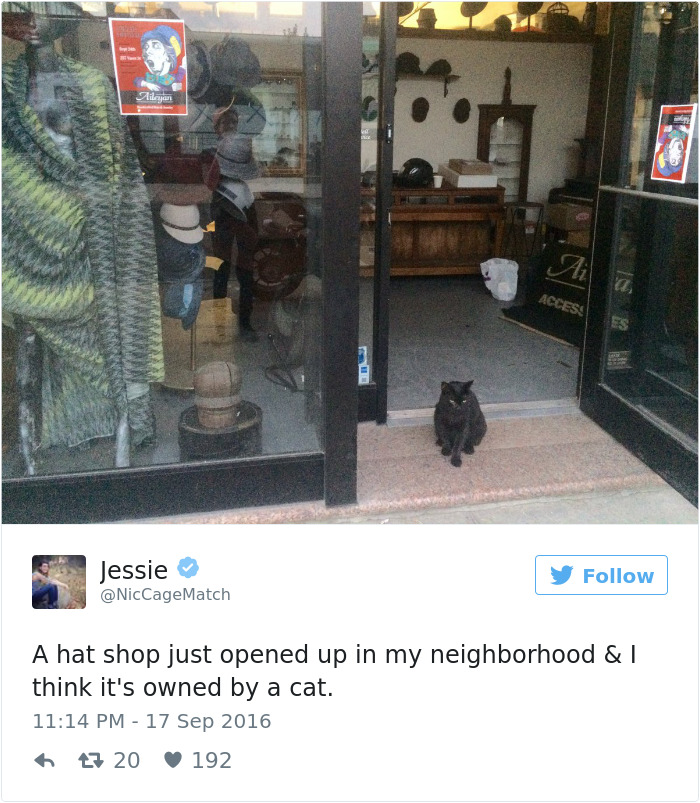 Best Cat Tweets Of 2016