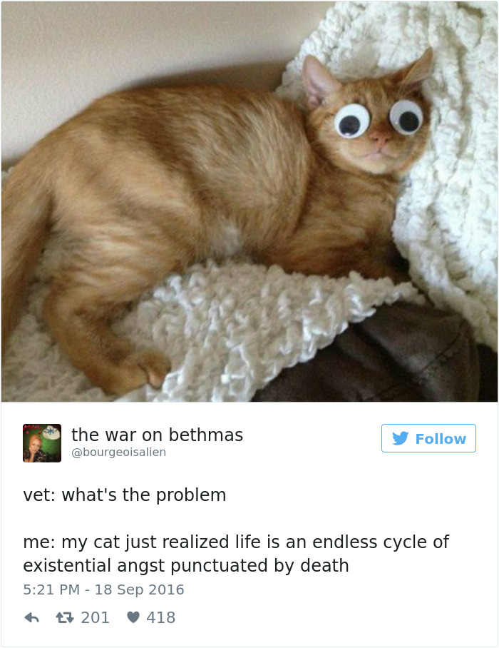 Best Cat Tweets Of 2016