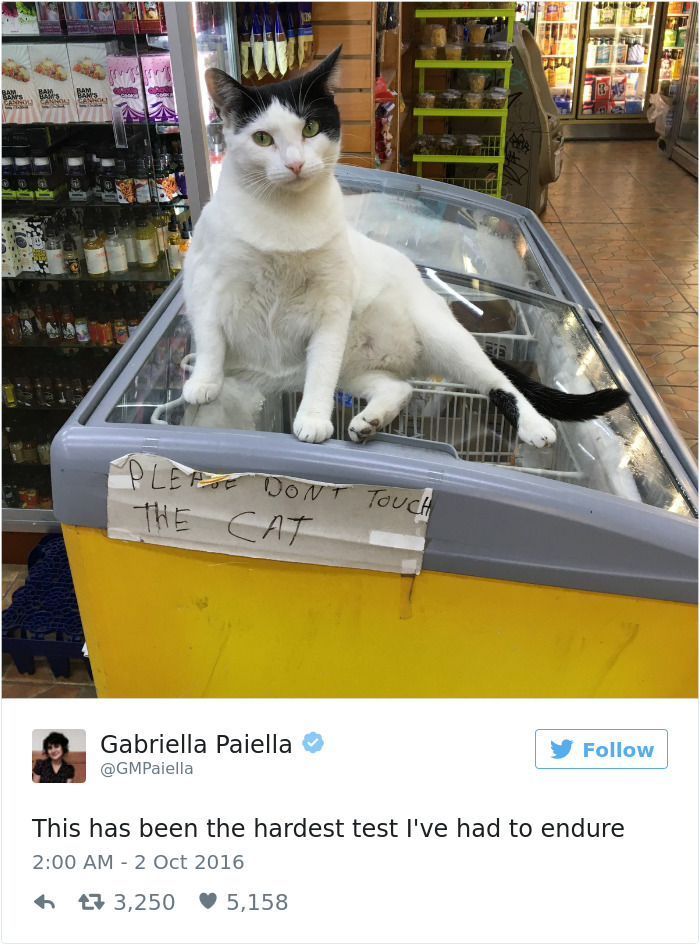Best Cat Tweets Of 2016