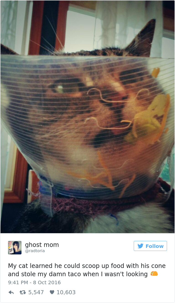 Best Cat Tweets Of 2016