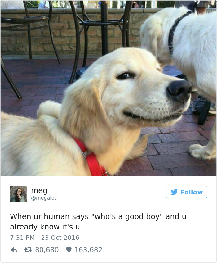 Dog Tweets