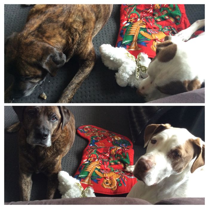 Lexie, Rocky (and Fluffy)