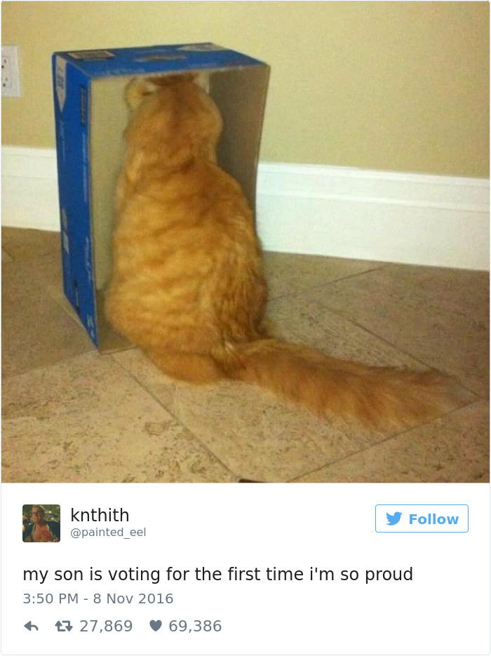 Best Cat Tweets Of 2016