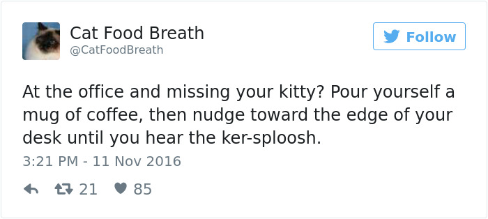 Best Cat Tweets Of 2016