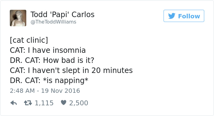 Best Cat Tweets Of 2016